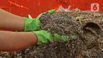Petugas menunjukkan maggot di Kantor Dinas Lingkungan Hidup DKI Jakarta, Selasa (3/11/2020). Dinas Lingkungan Hidup DKI Jakarta memberdayakan maggot untuk mengurai sampah organik yang bersumber dari sumbangsih warga per wilayah sebagai pupuk kompos. (Liputan6.com/Herman Zakharia)