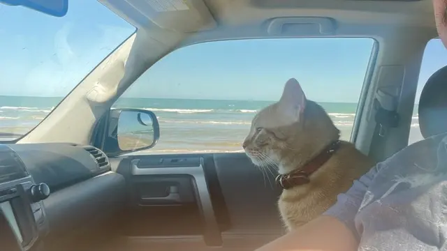 6 Potret Kucing Saat Berada di Pantai, Healing-Healing Lucu