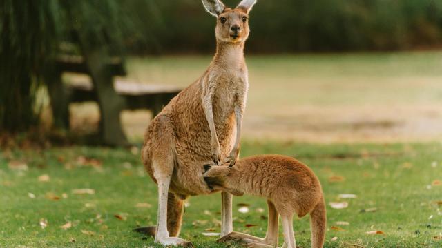 Kangaroos