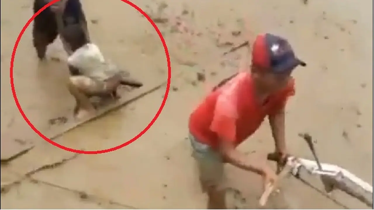 Begini Jadinya Kalau Bocah Bermain dengan Traktor di Sawah