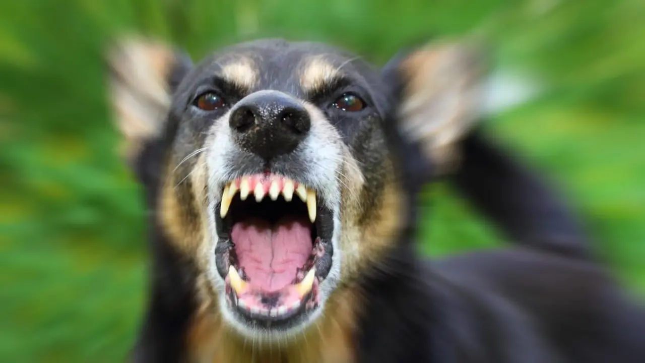 Ilustrasi anjing pembawa rabies (Istimewa)