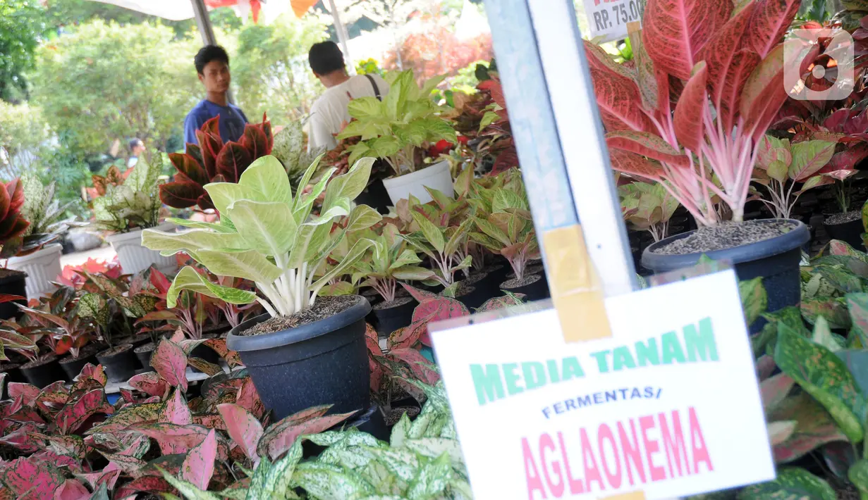 Pengunjung melihat-lihat tanaman yang dijual pada pameran Keanekaragaman Hayati Nusantara Expo di Lapangan Banteng, Jakarta, Sabtu (30/11/2019). Pameran dalam rangka memperingati Hari Cinta Puspa dan Satwa Nasional 2019 ini berlangsung hingga 8 Desember mendatang. (Liputan6.com/Helmi Fithriansyah)