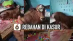Rebahan ternyata tidak hanya disukai oleh manusia. Seperti yang ada di video satu ini, sapi tercyduk rebahan di kasur.