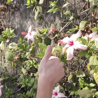 Jangan pernah praktekkan apa yang kamu lakukan di dunia maya ke dunia nyata.