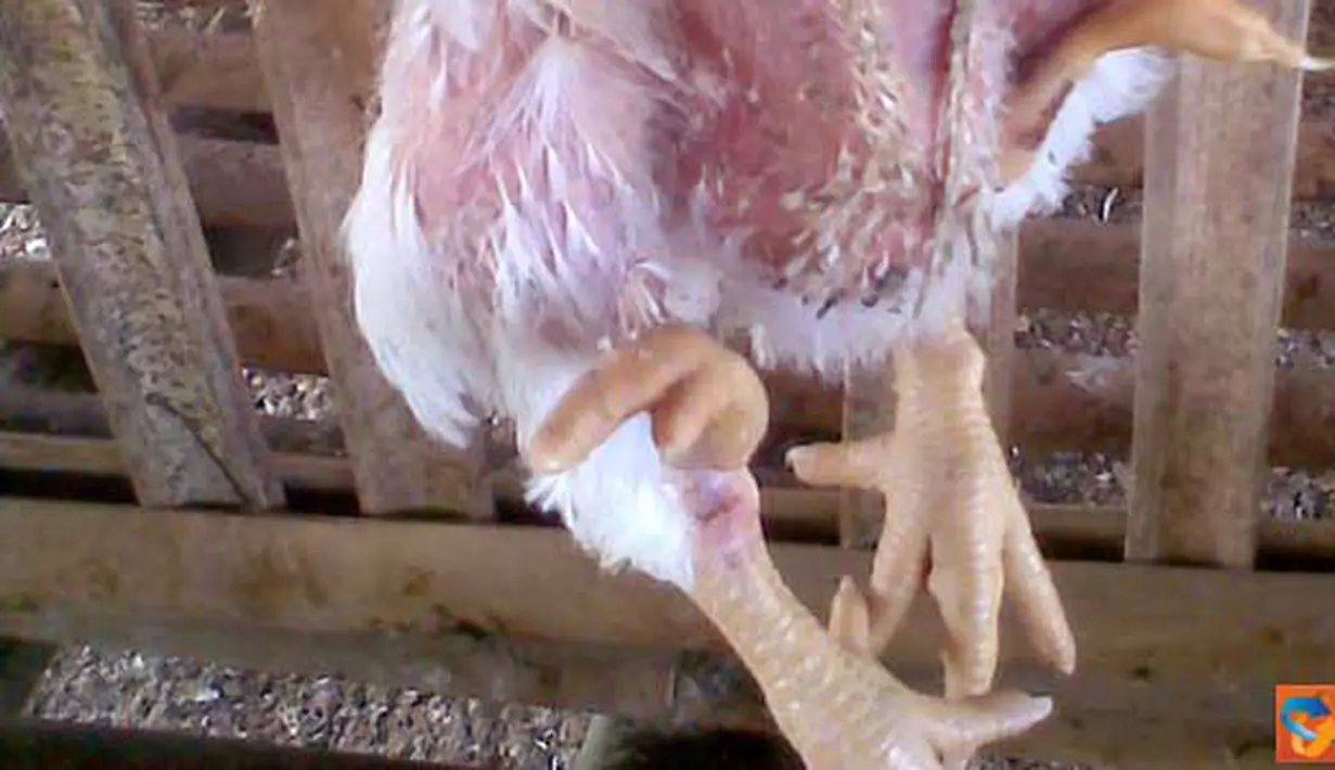 Citizen6, Sragen: Ayam yang mempunyai empat kaki. (Pengirim: Slamet Widodo)
