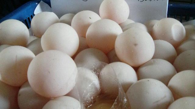 Penyu khasiat telur Global Environmental
