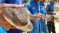 Tim penyelamat berjuang sekitar satu jam untuk menangkap ular king cobra sepanjang empat meter di Thailand. (HO / KRABI PITAKPRACHA FOUNDATION / AFP)