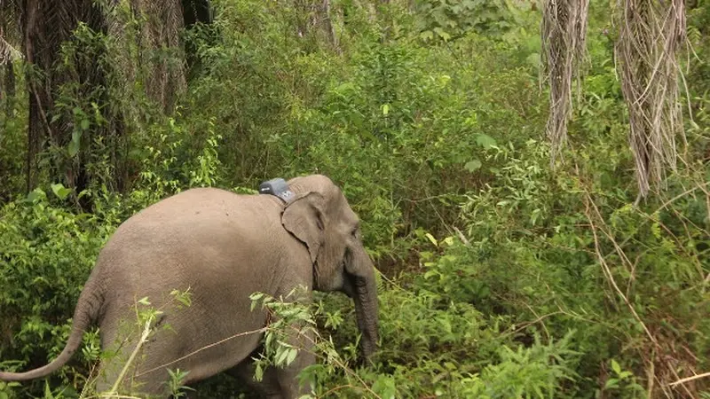 Gajah yang dipasang GPS Collar oleh BBKSDA Riau untuk memantau pergerakannya.