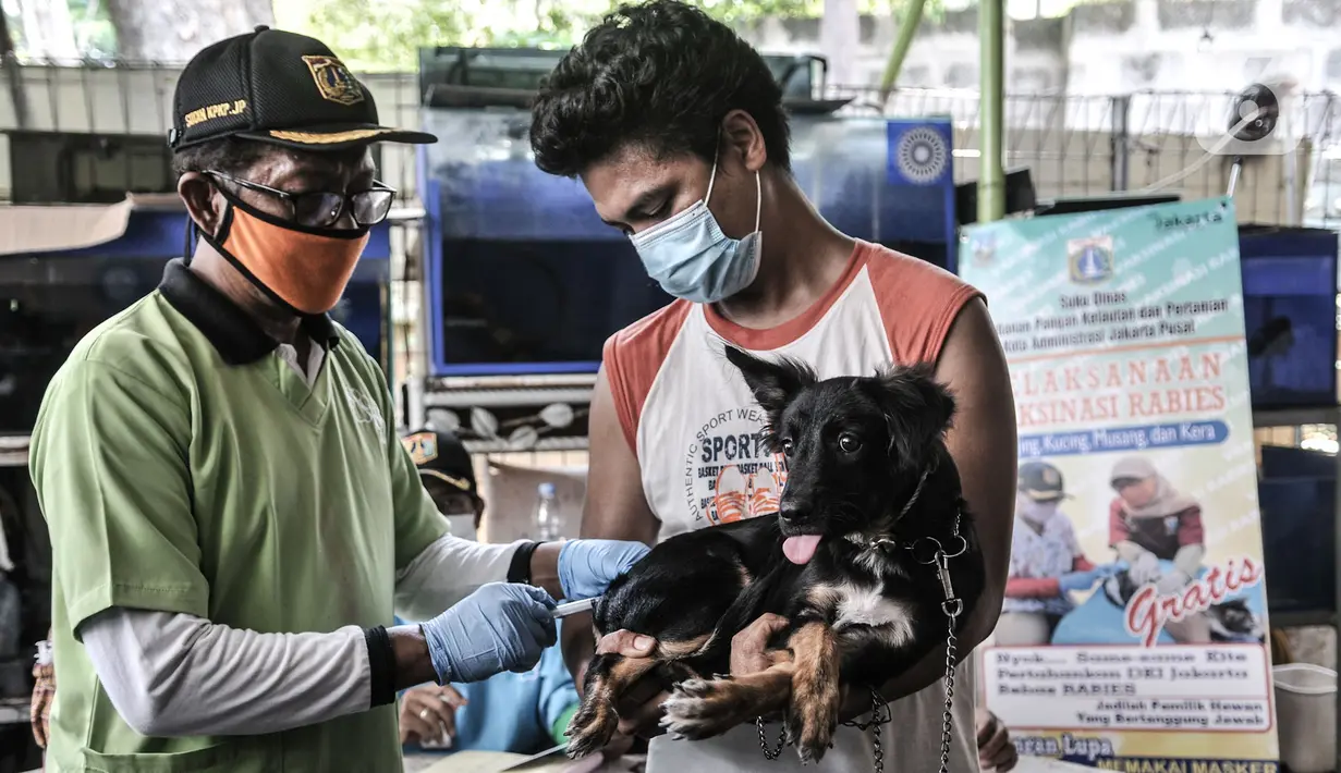 Warga membawa hewan peliharaan untuk vaksinansi rabies hewan di Pos RW 04, Kelurahan Kebon Kelapa, Kecamatan Gambir, Jakarta, Selasa (3/11/2020). Selain di Pos RW setempat, petugas melakukan vaksinasi rabies secara gratis dengan sistem jemput bola ke rumah warga. (merdeka.com/Iqbal S Nugroho)