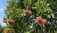 Cara Membuat Pohon Rambutan Berbuah di Luar Musim, Lebat Sepanjang Tahun