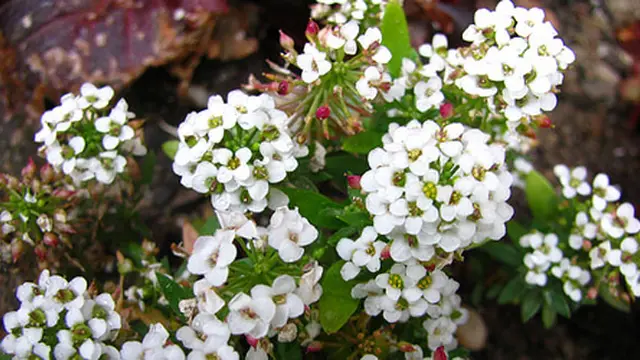 Foto: copyright scienceblogs.com