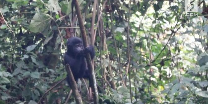 VIDEO: Aksi Lucu Bayi Gorila Terjatuh dari Pohon