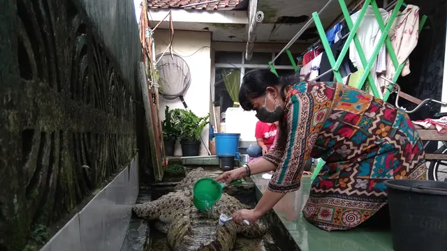 Seekor buaya yang telah dipelihara warga harus dievakuasi petugas Balai Konservasi Sumber Daya Alam (BKSDA) karena merupakan hewan dilindungi (Liputan6.com/Achmad Sudarno)