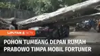Sebuah pohon di dekat rumah Capres nomor urut 2, Prabowo Subianto, di Jalan Kertanegara, tumbang dan menimpa sebuah mobil Fortuner hingga ringsek. Pohon jenis beringin tumbang diduga akibat terpaan angin, ditambah usia pohon yang sudah tua.
