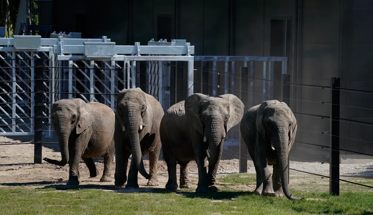 Gajah sirkus yang sudah pensiun terlihat di lingkungan mereka yang baru di Taman Safari Knuthenborg, Denmark, Sabtu (30/5/2020). Empat gajah itu dibeli pemerintah Denmark tahun lalu setelah dimulainya peraturan yang melindungi hewan liar dari bisnis pertunjukan. (Claus Bech/Ritzau Scanpix/AFP)