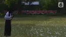 Mahasiswa melihat rumput yang bercampur dengan kapas di halaman Institut Pertanian Bogor, Kota Bogor, Jawa Barat, Kamis (25/8/2022). Kapas yang berasal dari pohon kapuk randu yang sedang berguguran itu menjadi daya tarik bagi warga untuk berswafoto. (Liputan6.com/Angga Yuniar)