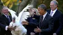 Reaksi Presiden AS Barack Obama saat seekor kalkun mengembangkan sayapnya di acara Thanksgiving di Rose Garden Gedung Putih, Washington, AS, Rabu (23/11). (REUTERS / Carlos Barria)
