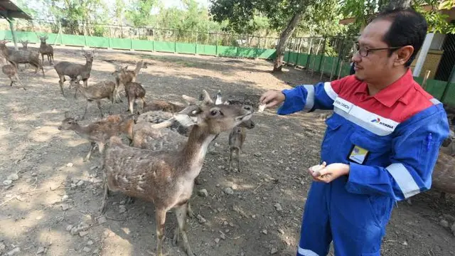 Penangkaran Rusa Jawa oleh Pertamina
