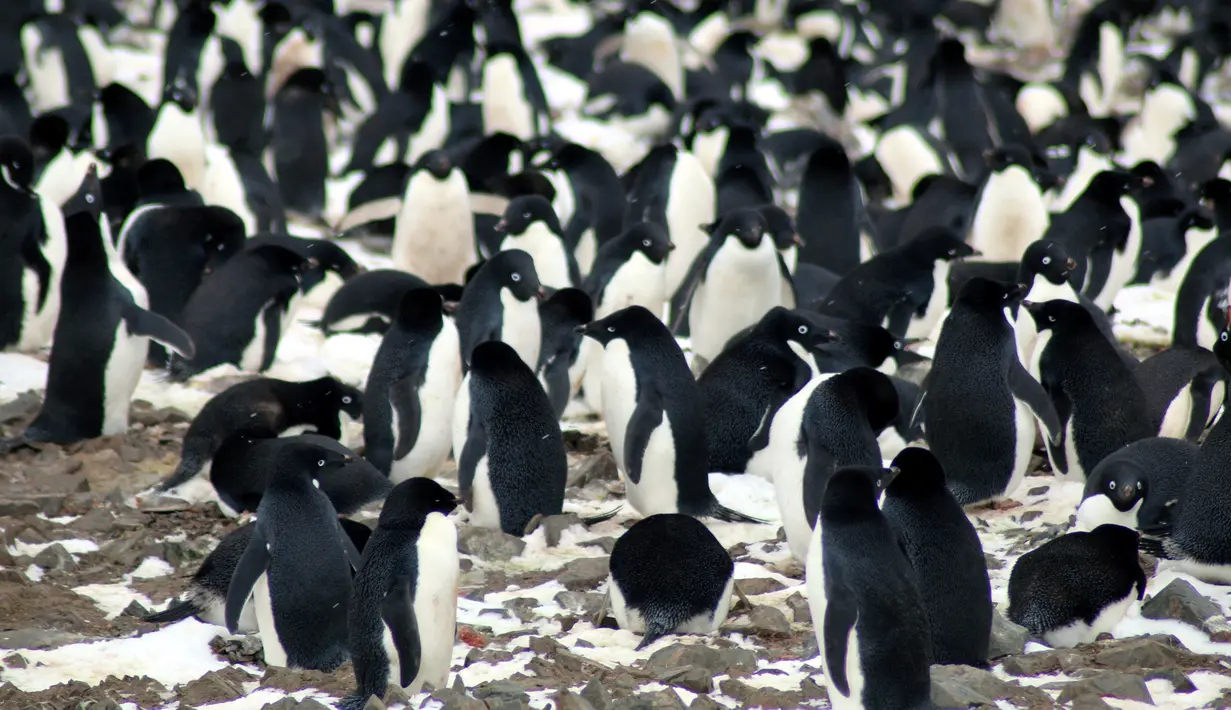 Sejumlah penguin yang berada di koloni pengembangbiakan di Pulau Heroina, Danger Islands, Antartika (2/3). Di sebuah pulau Antartika terpencil ini terdapat sekitar lebih dari 1,5 juta penguin langka. (Michael Polito / Louisiana State University / AFP)