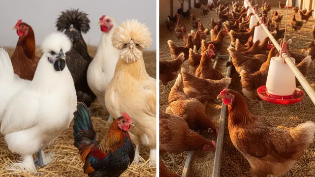 Ternak Ayam Hias vs Ayam Konsumsi Mana yang Lebih Menguntungkan. AI