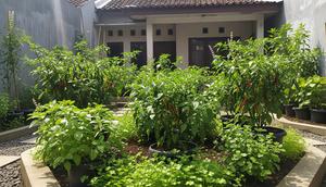 Tanaman Pendamping Cabai yang Cocok untuk Teras Rumah/ Ilustrasi AI