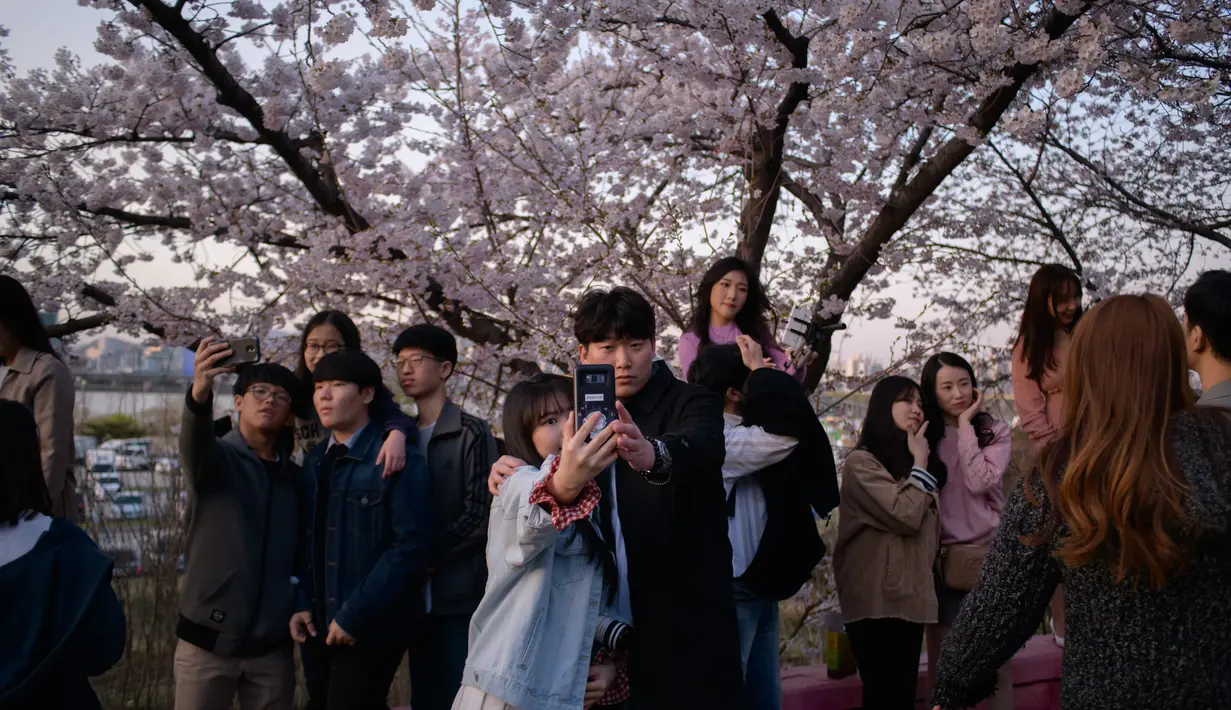 Pengunjung berpose di bawah bunga sakura selama Festival Bunga Musim Semi Yeouido di Seoul, Korea Selatan pada 7 April 2019. Festival Bunga Musim Semi Yeouido menarik banyak turis dan penduduk lokal, berkat kanopi merah muda bunga sakura yang memukau. (Photo by Ed JONES / AFP)