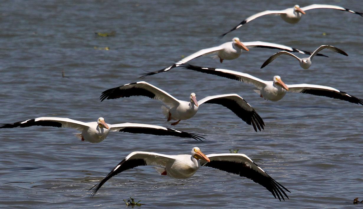 Pelikan putih, salah satu burung terbesar dari Kanada dan Amerika Serikat, terlihat terbang di atas pantai laguna Chapala di Cojumatlan, Meksiko pada 28 Januari 2020. Pelikan putih melakukan perjalanan ribuan kilometer bermigrasi dari suhu rendah Amerika Utara. (Photo by ULISES RUIZ / AFP)