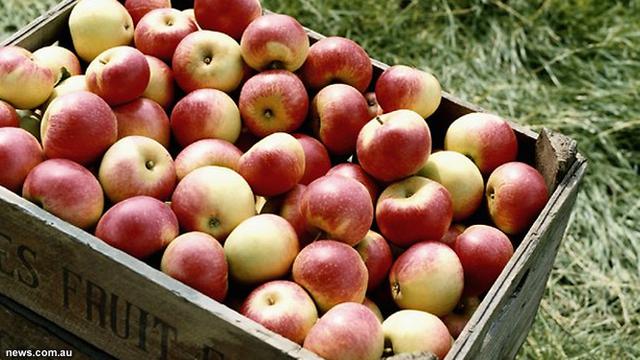 Buah Apel Kena Imbas Pemanasan Global Jadi Nggak Kres Kres Health Liputan6 Com