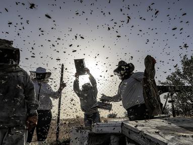 Peternak lebah Palestina mengumpulkan madu dari sarang lebah di tempat pemeliharaan lebah selama musim panen tahunan di Khan Yunis di Jalur Gaza selatan pada 9 Mei 2022. Beberapa peternak juga memanfaatkan lebah untuk terapi kesehatan melalui sengatannya. (SAID KHATIB / AFP)