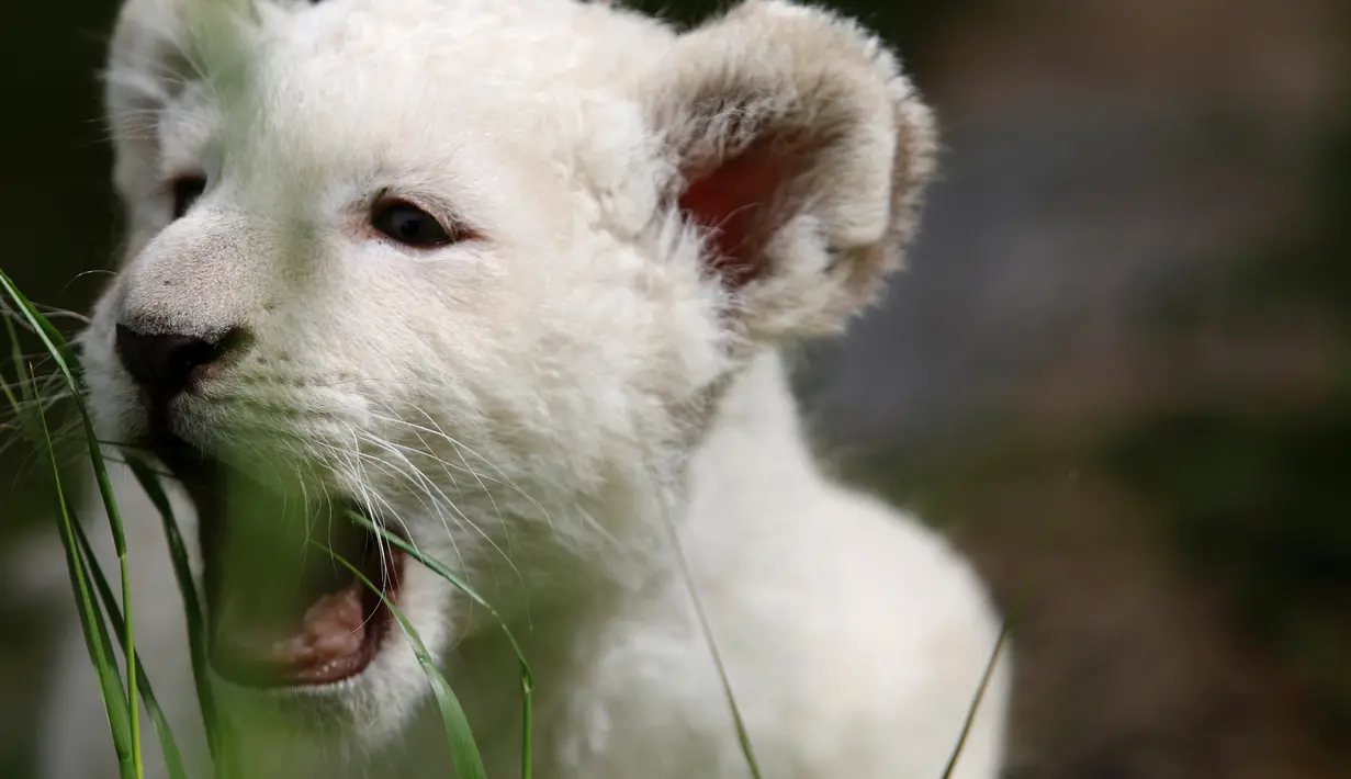 Seekor singa putih yang baru lahir, bernama Simba, terlihat di kebun binatang Paphos, Siprus pada 14 April 2019. Singa putih bukanlah albino, warna putih yang dimiliki justru karena gen resesif yang dimiliki sehingga menghambat perkembangan gen warna. (REUTERS/Yiannis Kourtoglou)