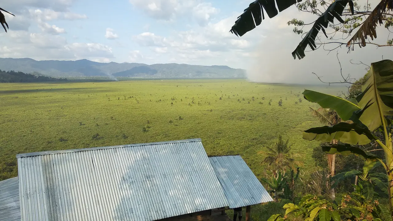 Kebakaran lahan hutan gambut di Kabupaten Kolaka Timur, sudah menghanguskan ratusan hektar hutan, Kamis (29/8/2019).(Liputan6.com/Ahmad Akbar Fua)