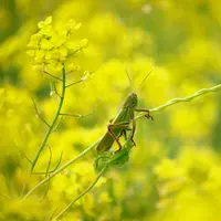 ilustrasi arti mimpi belalang/Mesh/unsplash