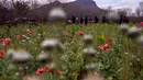 Petugas polisi berjaga-jaga di perkebunan bunga poppy ilegal di desa Los Pericos, kota Mocorito, Meksiko (15/3). Ladang bunga poppy ini menjadi sumber untuk pemasok kartel narkoba di Meksiko. (AFP/Rashide Frias)