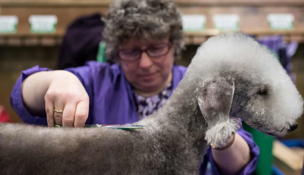 Seorang wanita merapihkan bulu anjing Bedlington Terrier-nya sebelum tampi pada hari kedua pertunjukan anjing Crufts di National Exhibition Centre di Birmingham, Inggris tengah, (9/3). (AFP Photo/Oli Scarff)