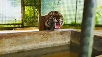 Harimau Sumatra bernama Atan Bintang yang pernah dievakuasi dari Kabupaten Indragiri Hilir karena meresahkan warga setempat. (Liputan6.com/Dok BBKSDA Riau/M Syukur)
