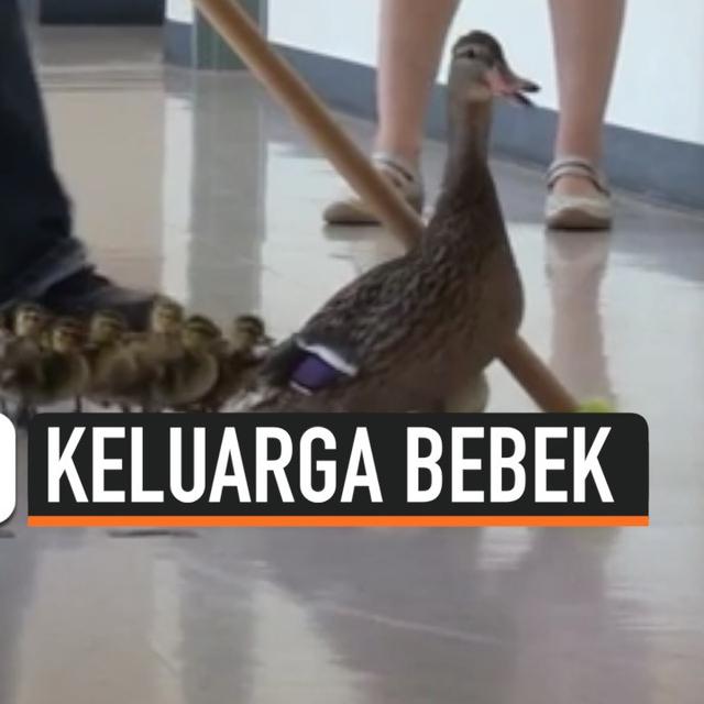 Video Tradisi Unik Keluarga Bebek Di Prairie Mountain School Global Liputan6 Com
