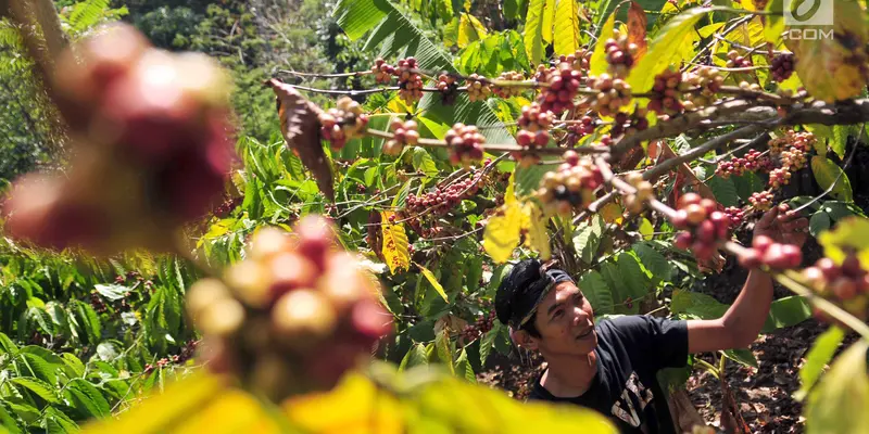 Tingkatkan Kualitas dan Pelayanan, BCA Berikan Donasi ke Petani Kopi