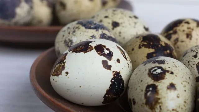 Telur Puyuh