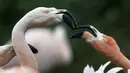 Bayi Flamingo meminta sesuatu pada induknya Tierpark Berlin, Selasa (13/05/2014) (AFP PHOTO/JOHANNES EISELE )