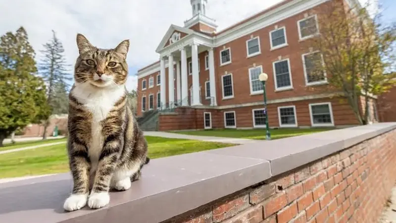 Bantu Mahasiswa Semangat Kuliah, Kucing Ini Dapat Gelar Kehormatan Dari Kampus