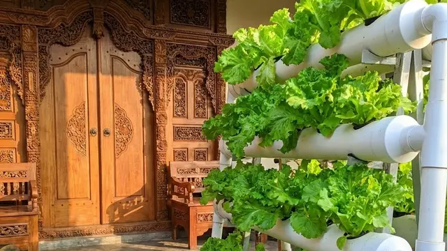 Kebun Sayur Mini Hidroponik Sederhana