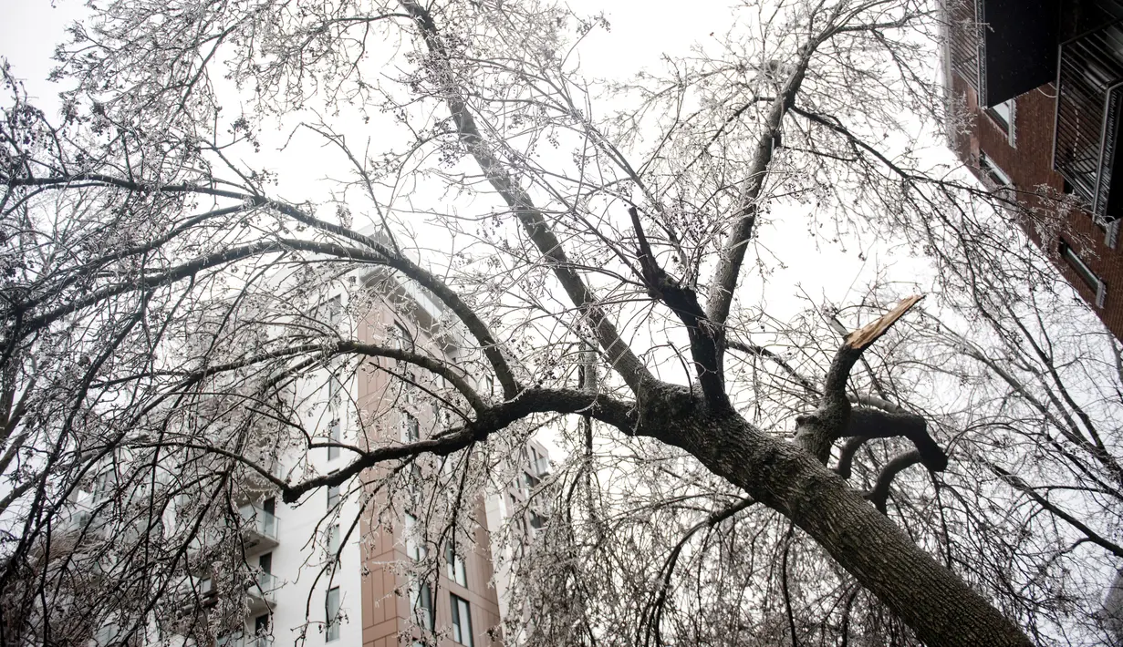 Hydro-Québec mengatakan 500 anggota awak telah dikirim ke daerah yang terkena dampak dalam upaya untuk memulihkan listrik secepat mungkin. (AFP/Andrej Ivanov)