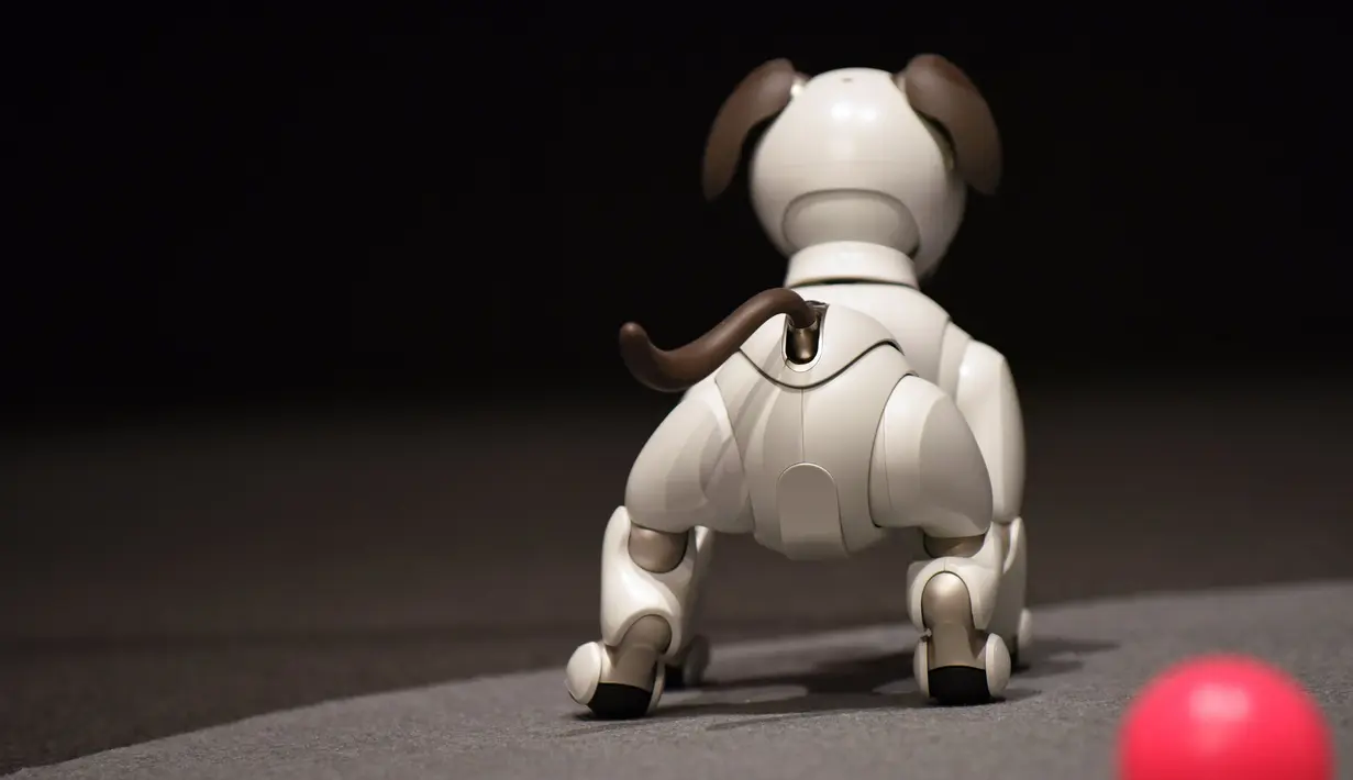 Bentuk robot anjing keluaran Sony yang ditampilkan saat konfrensi pers di Tokyo, Jepang (1/11). Model Aibo yang baru ini juga dilengkapi dengan aplikasi yang dinamai My Aibo. (AFP Photo/Kazuhiro Nogi)