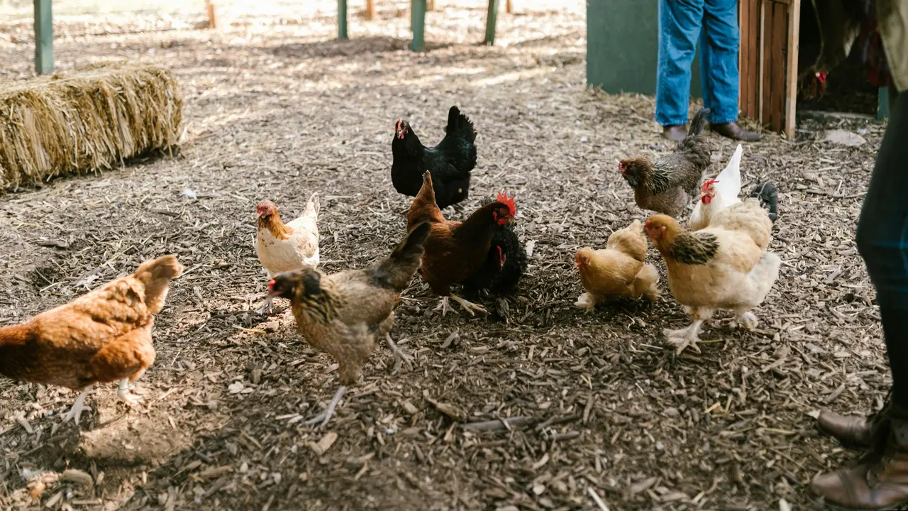 Pakan Ayam Kampung