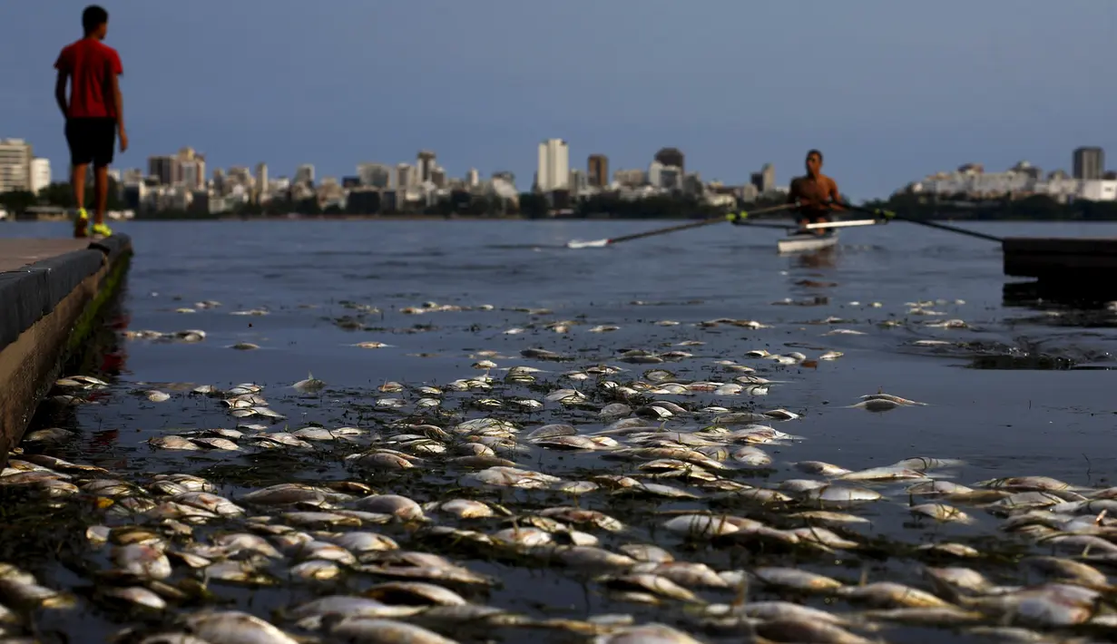 Ribuan ikan mati di arena latihan atlet dayung Laguna Rodrigo de Freitas, Rio de Janeiro, Brasil, Senin (13/4/2015). Ikan-ikan ini  mati akibat air laut dingin yang masuk ke Laguna. (REUTERS/Ricardo Moraes)