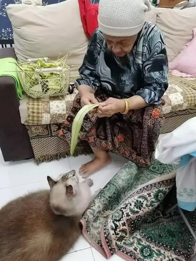 Kucing ikut Lebaran