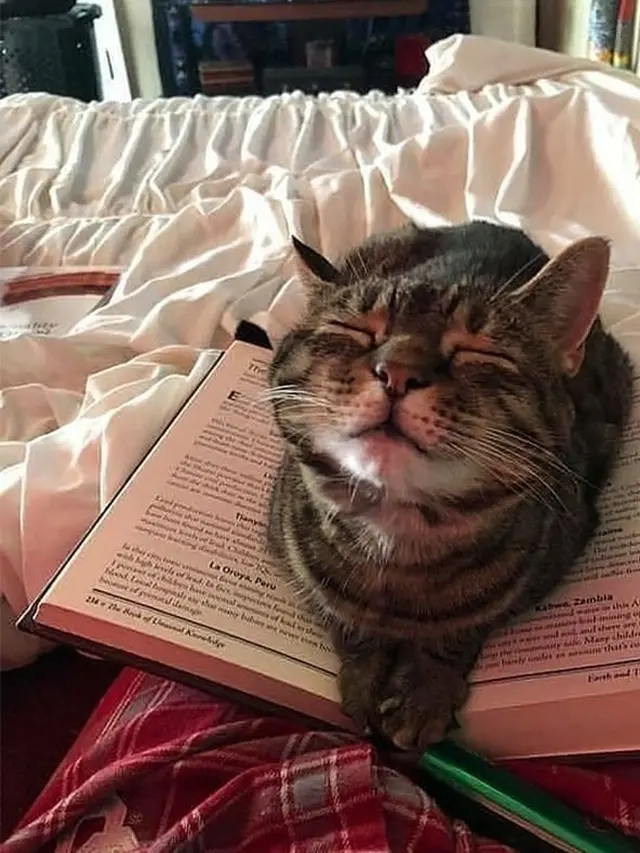 10 Potret Ini Buktikan Kucing Mampu Tidur di Mana Saja, Nyaman Banget