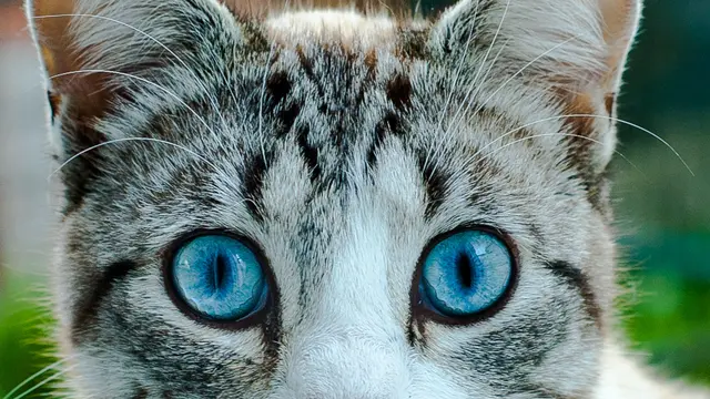Kucing Ojos Azules