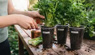 Cara Menanam Seledri di Cup Plastik Bekas dengan Metode Bonggol, 6 Langkah Mudah Panen Berkali-kali