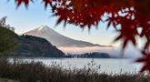 Gunung Fuji, gunung tertinggi di Jepang dengan ketinggian 3.776 meter (12.460 kaki), terlihat di balik daun-daun musim gugur dari kota Fujikawaguchiko, Prefektur Yamanashi, pada Senin 17 November 2025 pagi hari. Gunung Fuji dengan bentuk kerucut yang nyaris sempurnamenjadikannya salah satu gunung paling estetis di dunia. (Caroline GARDIN/AFP)